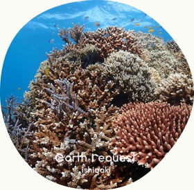 石垣島の美しいサンゴ礁